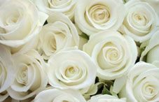 A bundle of white roses A bundle of white roses