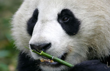 Panda eating bamboo Panda eating bamboo