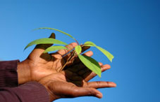 Someone holding a plant branch Someone holding a plant branch