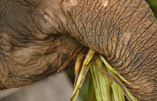 An elephant eating