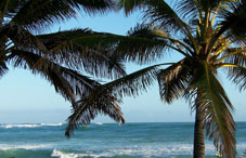 Palm trees and ocean