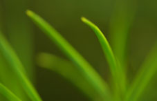 Close up of grass Close up of grass