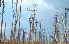Empty wilderness Empty wilderness