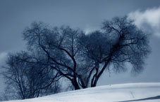 Big tree on a hill Big tree on a hill
