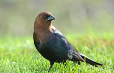 Bird standing in grass