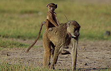 Baby monkey on big monkey's back Baby monkey on big monkey's back