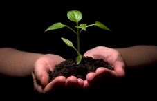 Hands holding a growing plant