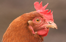 A rooster A rooster