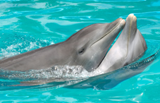 Dolphins playing Dolphins playing