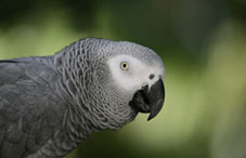 African grey parrot African grey parrot