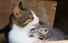 Mother cat licking her kitten Mother cat licking her kitten