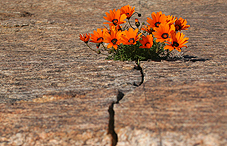 Flowers growing in barren crack