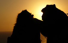 Silhouettes of chimps Silhouettes of chimps