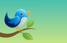 Blue bird on limb Blue bird on limb