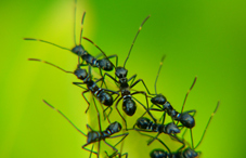 Ants