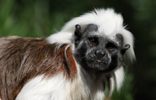 Cotton-top tamarin