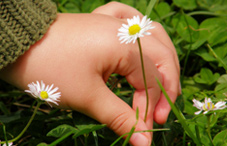 Hand of child picking flower