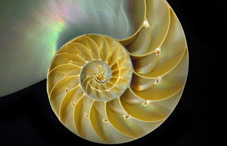 Nautilus shell Nautilus shell