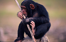 chimpanzee with stick chimpanzee with stick