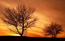 Trees