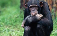 Chimpanzees mourn Chimpanzees mourn