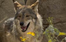 Mexican wolf Mexican wolf