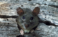 Rescue rats