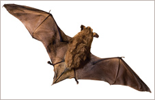 bat