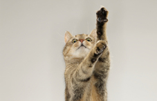 'Cat's paw'
