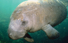 A manatee’s entire face is as sensitive as your fingertip, research finds.