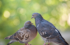 Pigeons