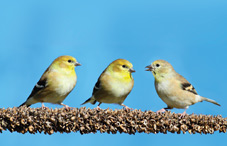 Birds Birds
