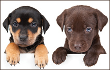 Photos of cute kittens and cuddly puppies appear to improve concentration