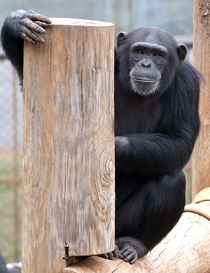 Psychological research with chimpanzees like Tara, above, has found chimps prefer silence to Western music. New research published by the American Psychological Association reveals chimpanzees like listening to other types of world music, such as African and Indian. (Photo courtesy of the Yerkes National Primate Research Center, Emory University.) 