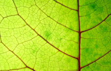 Close up of a leaf