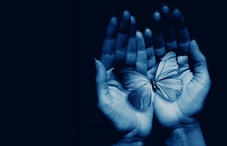 Hands holding a butterfly