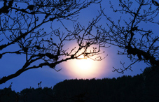 Night sky view from wooded area