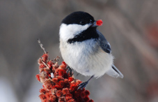 Bird standing on a plant