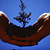Hands holding dirt with a tree growing