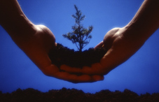 Hands holding dirt with a tree growing