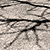 A trees shadow