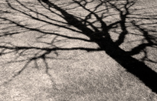 A trees shadow