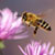 Bee flying near flowers