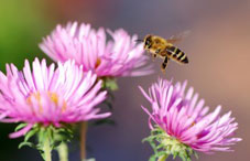 Bee flying near flowers