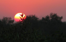 Sun setting over the jungle