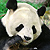 Panda bear