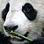 Panda eating bamboo