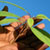 Someone holding a plant branch