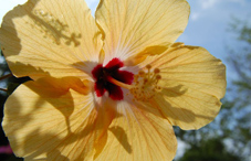 A yellow flower
