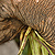 An elephant eating